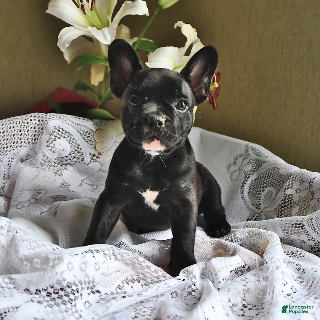 French Bulldog dogs for sale: Coco - Image 1
