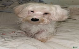 Morkie dogs for sale: Leo - Image 4