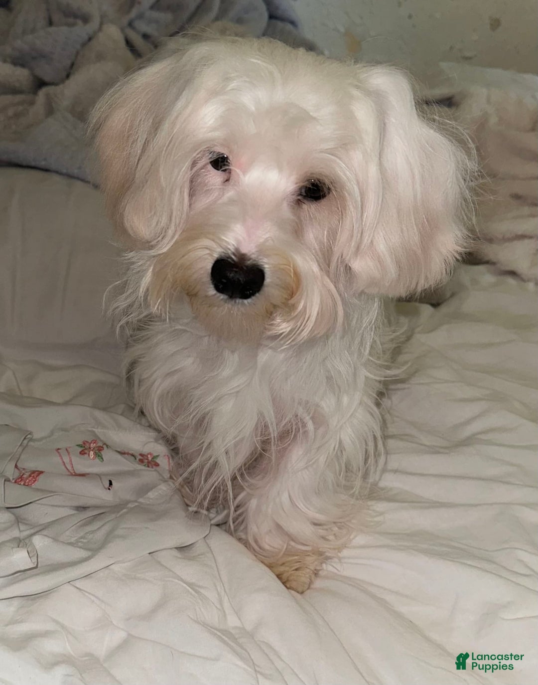 Morkie dogs for sale: Leo - Image 4