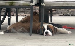 Saint Bernard dogs for sale: Maverick - Image 5