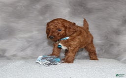 Mini Goldendoodle dogs for sale: Clint - Image 3