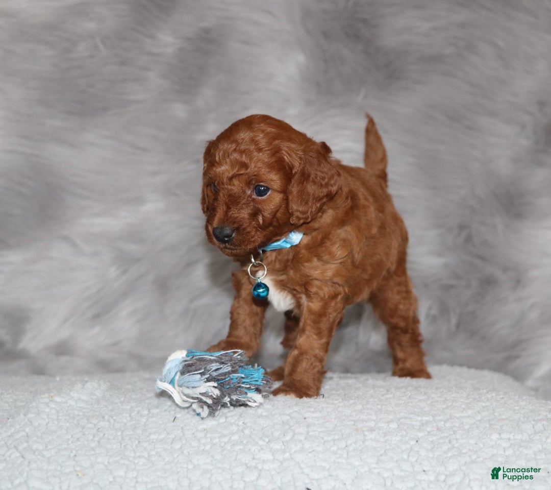 Mini Goldendoodle dogs for sale: Clint - Image 3
