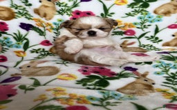 Shih Tzu dogs for sale: Bowie - Image 2