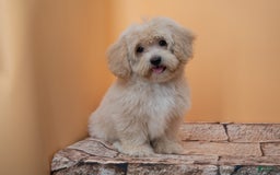 Maltipoo dogs for sale: Agustin - Image 6