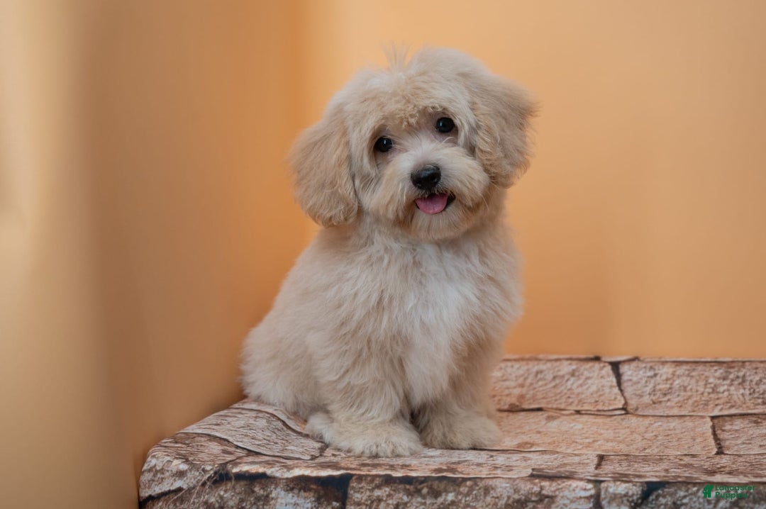 Maltipoo dogs for sale: Agustin - Image 6