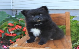 Pomeranian dogs for sale: Pixie - Image 3