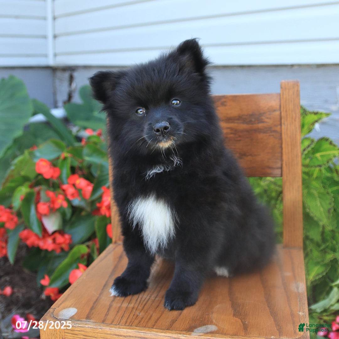 Pomeranian dogs for sale: Pixie - Image 3
