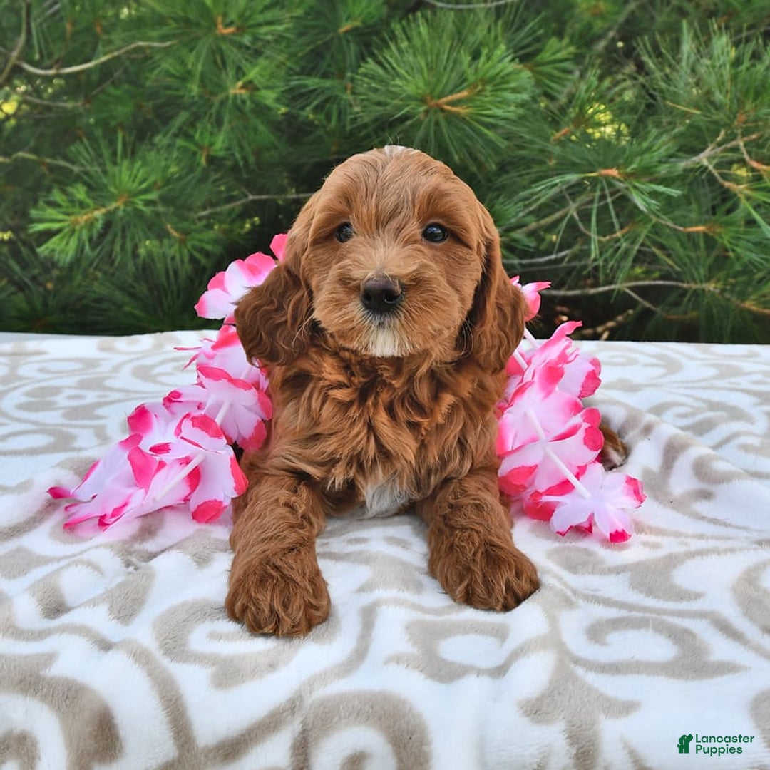 Mini Goldendoodle dogs for sale: Daisy - Image 16
