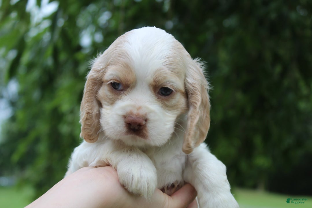 Cocker Spaniel dogs for sale: Rose - Image 3