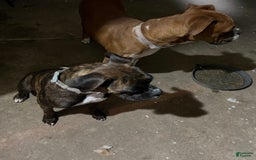 Boxer dogs for sale: Puppy 3 - Image 3