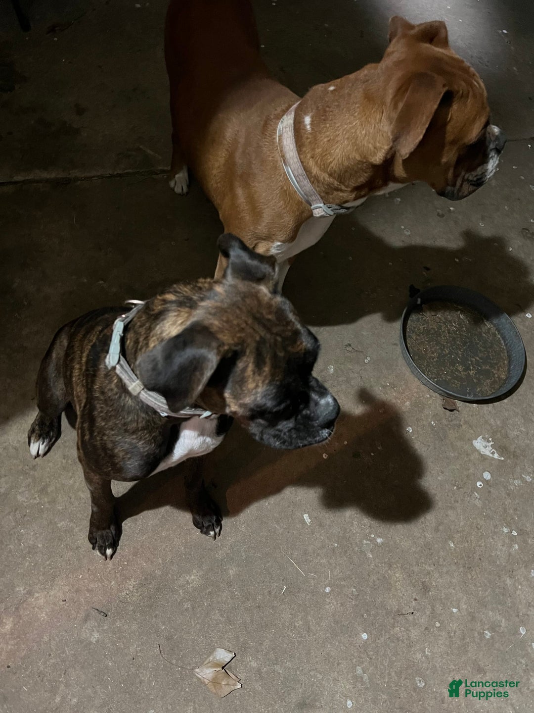 Boxer dogs for sale: Puppy 3 - Image 3