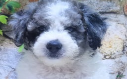 Mini Goldendoodle dogs for sale: Oreo F1b - Image 6