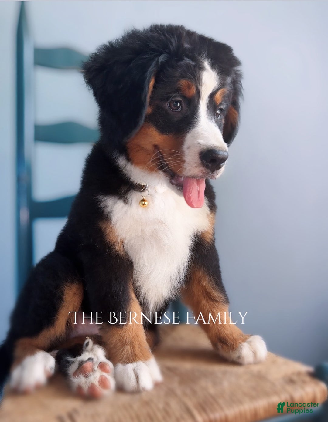 Bernese Mountain Dog dogs for sale: Female Thin Blaze - Image 8
