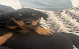 Rottweiler dogs for sale: Heaven - Image 3