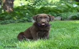 Labrador Retriever dogs for sale: Mona - Image 4