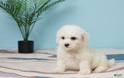 Bichon Frise dogs for sale: Skye - Image 1
