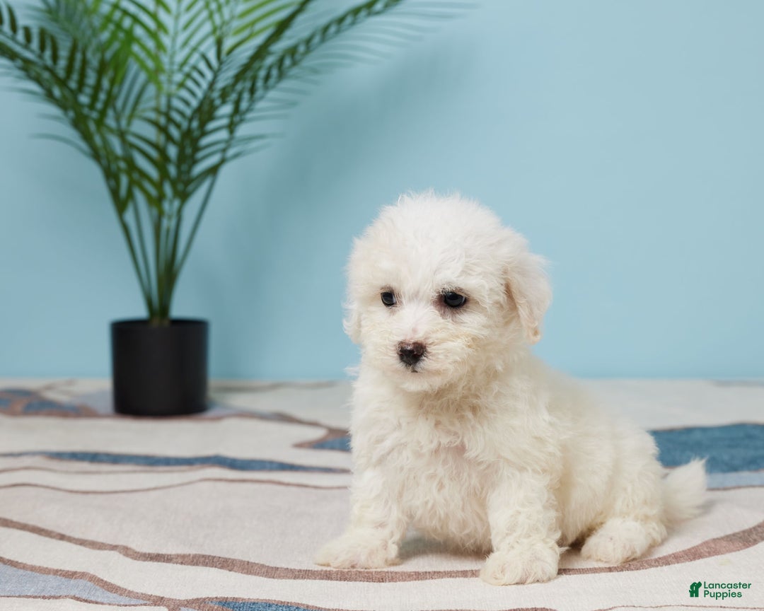 Bichon Frise dogs for sale: Skye - Image 1