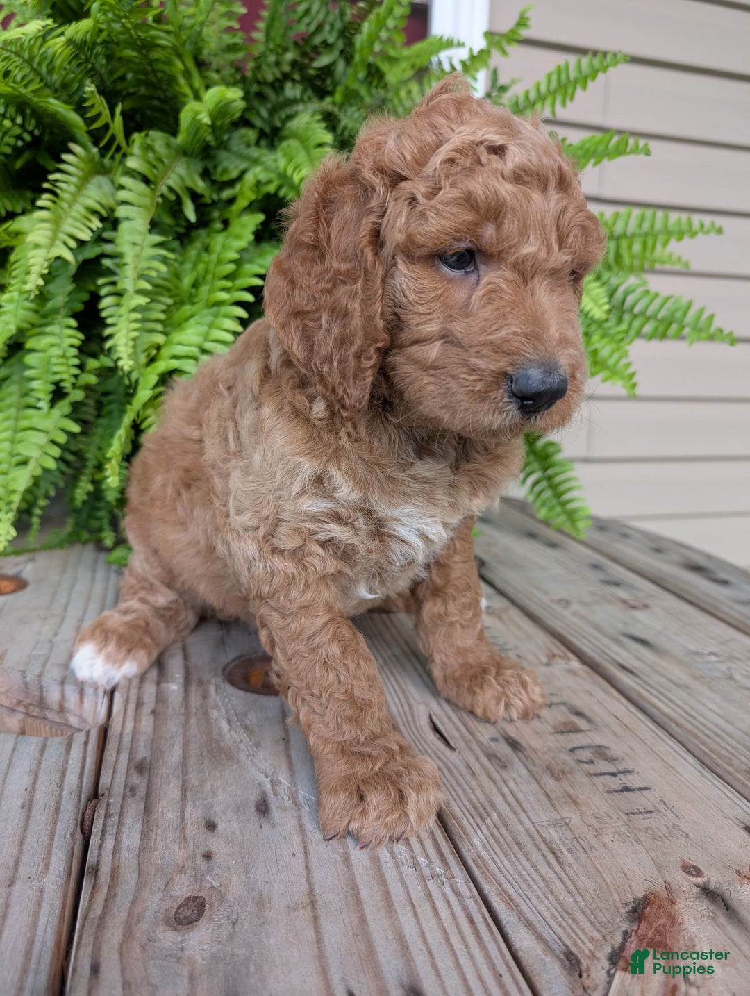 Goldendoodle dogs for sale: Maggie - Image 14