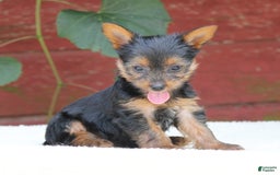 Yorkshire Terrier dogs for sale: Molly - Image 4