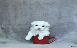 Maltese dogs for sale: Kai - Image 5