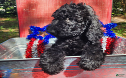 Goldendoodle dogs for sale: Lola - Image 3
