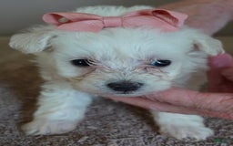 Maltipoo dogs for sale: Amara - Image 9