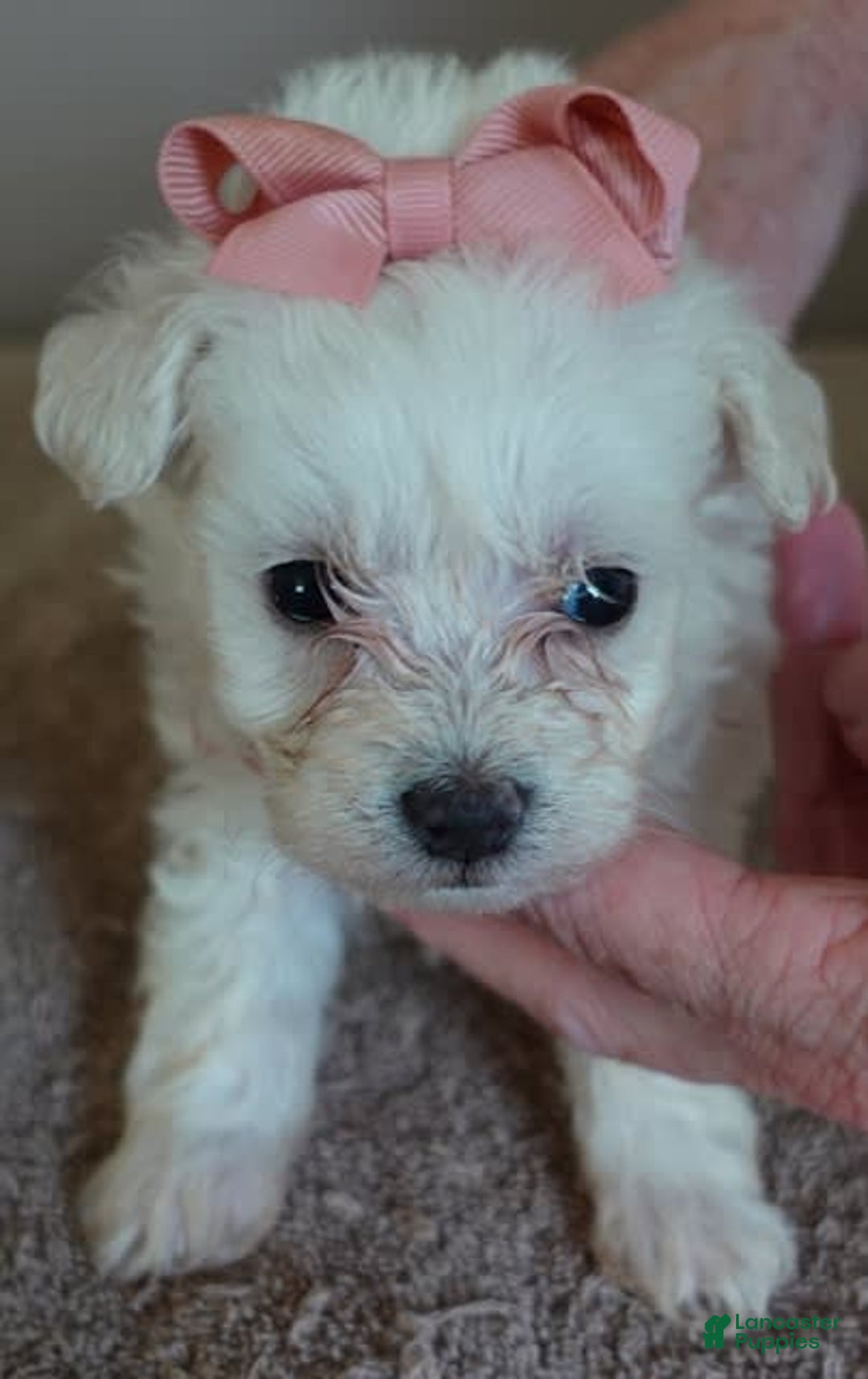 Maltipoo dogs for sale: Amara - Image 9