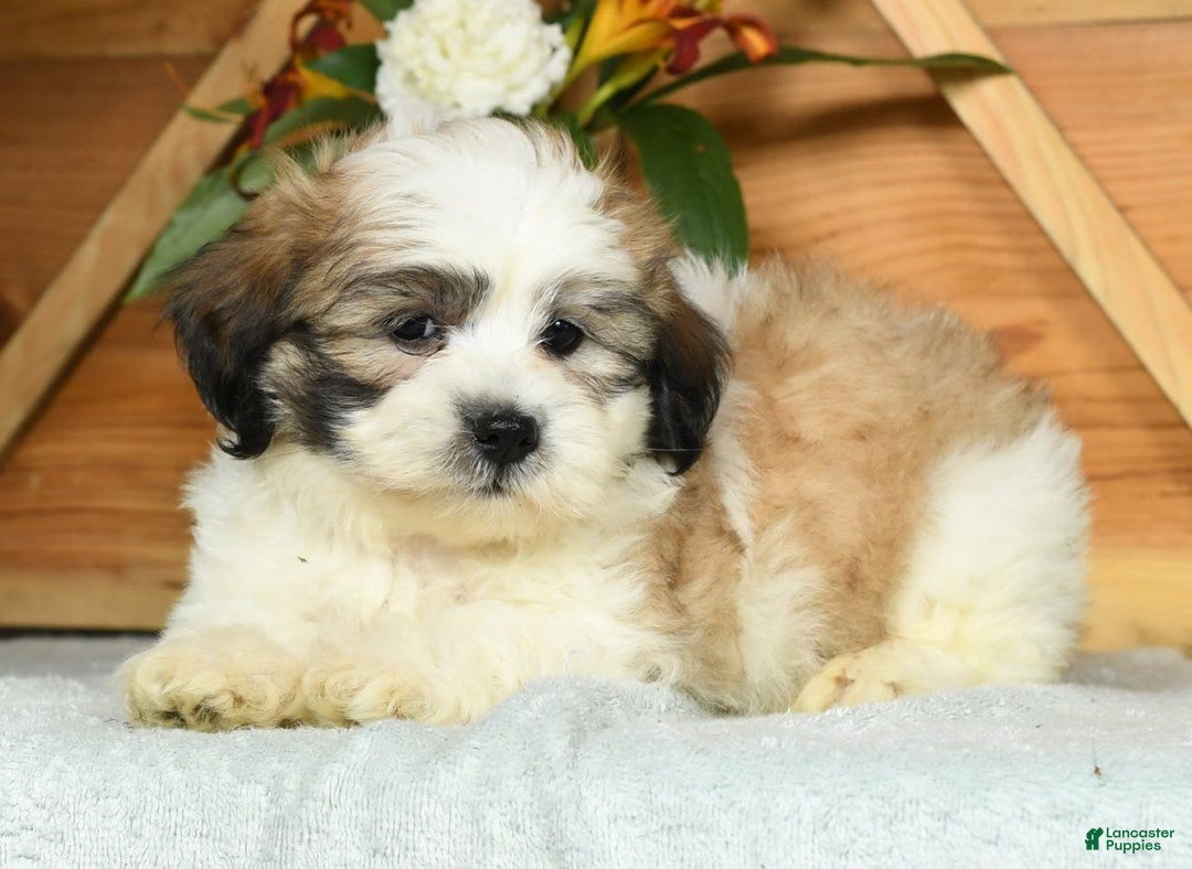 Teddy Bear dogs for sale: Sammy - Image 4
