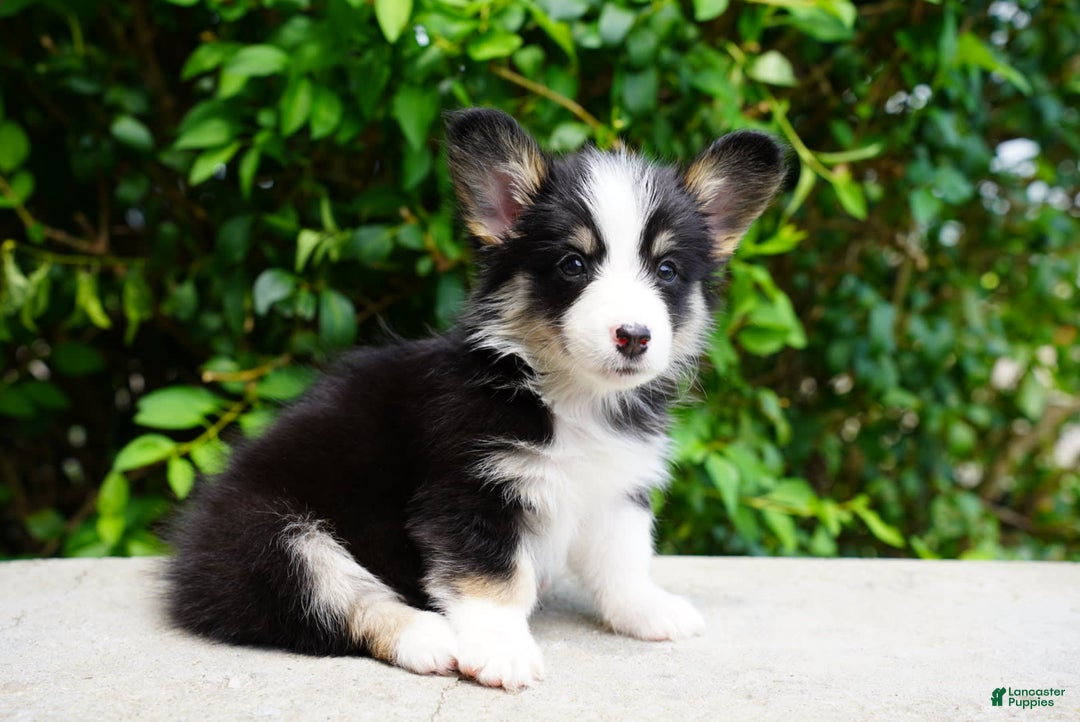 American Corgi dogs for sale: Rose - Image 5