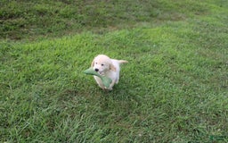 Golden Retriever dogs for sale: Eight Oclock - Image 17