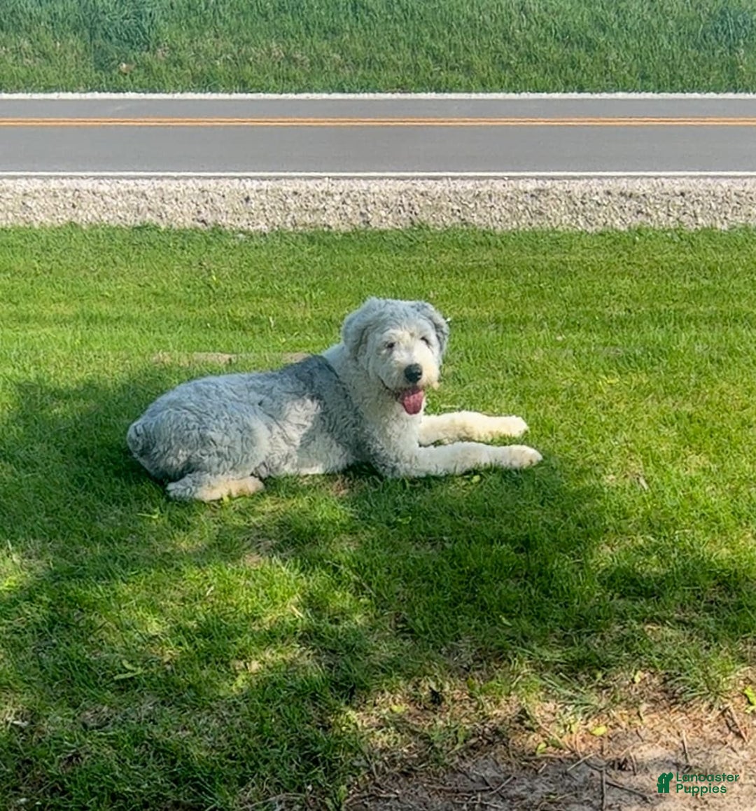 Old English Sheepdog dogs for sale: Iris - Image 11