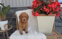 Goldendoodle dogs for sale: ABBEY - Image 1