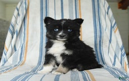 Pomsky dogs for sale: Hudson - Image 2