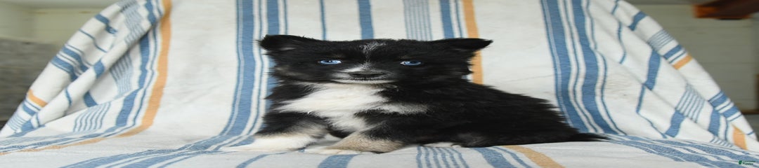 Hudson