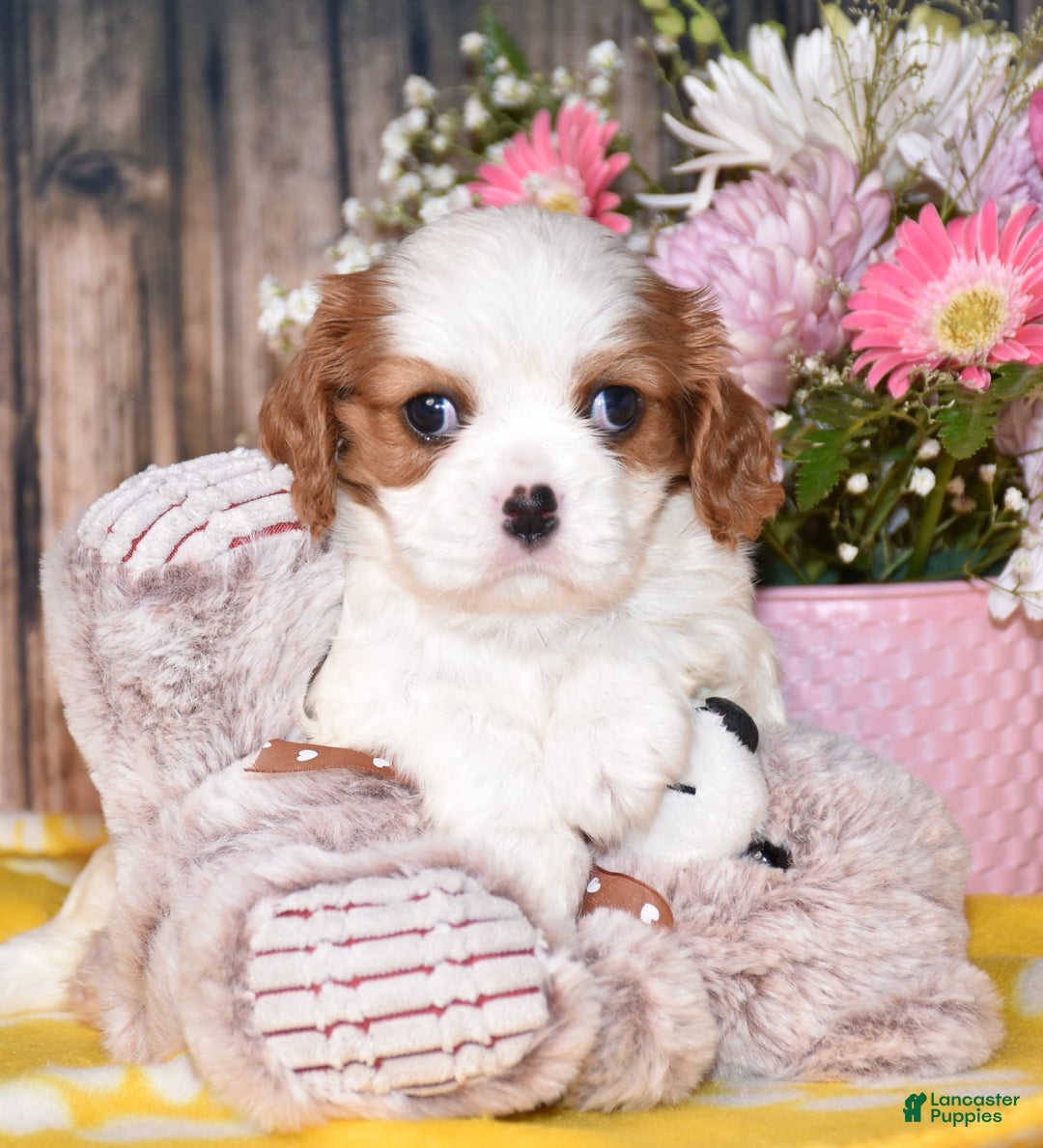 Cavalier King Charles Spaniel dogs for sale: Jordan - Image 3