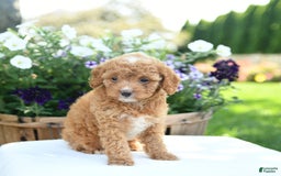 Cavapoo dogs for sale: Snickers - Image 1