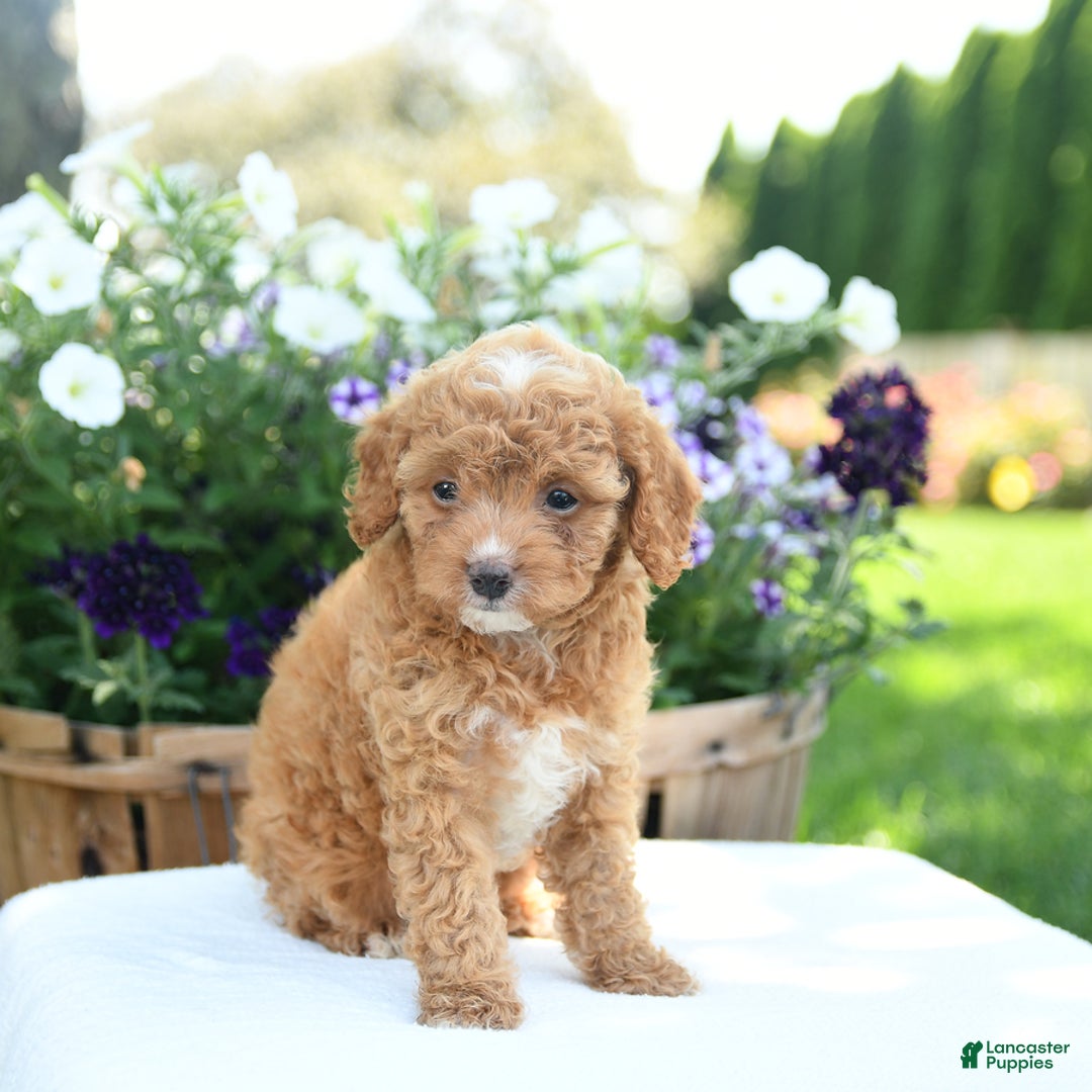 Cavapoo dogs for sale: Snickers - Image 1