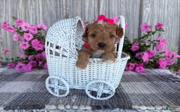 Mini Goldendoodle dogs for sale: Daisy - Image 5