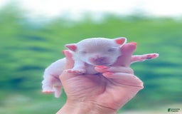 Maltipoo dogs for sale: Micah - Image 1