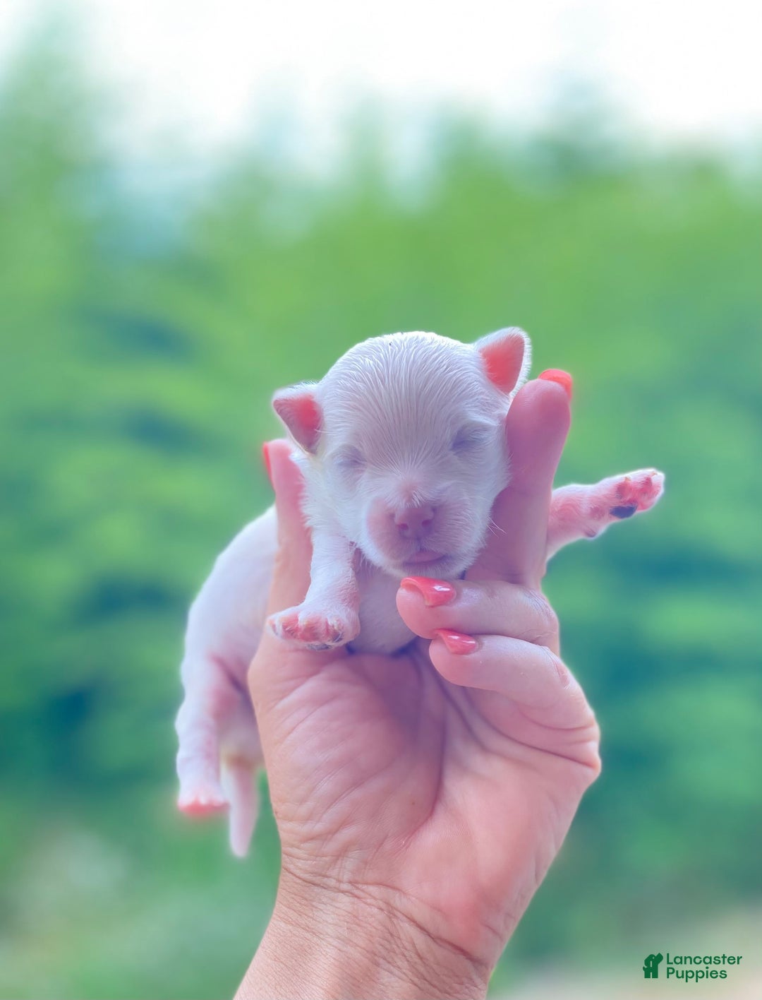 Maltipoo dogs for sale: Micah - Image 1