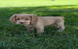 Cocker Spaniel dogs for sale: Sammy - Image 4