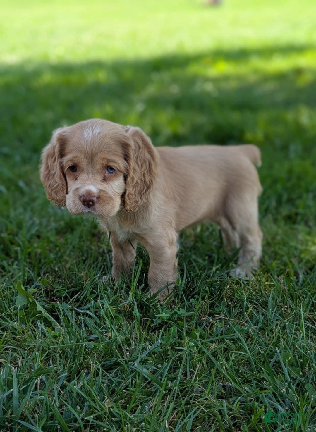 Cocker Spaniel dogs for sale: Sammy - Image 4