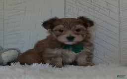 Morkie dogs for sale: Sammie - Image 3