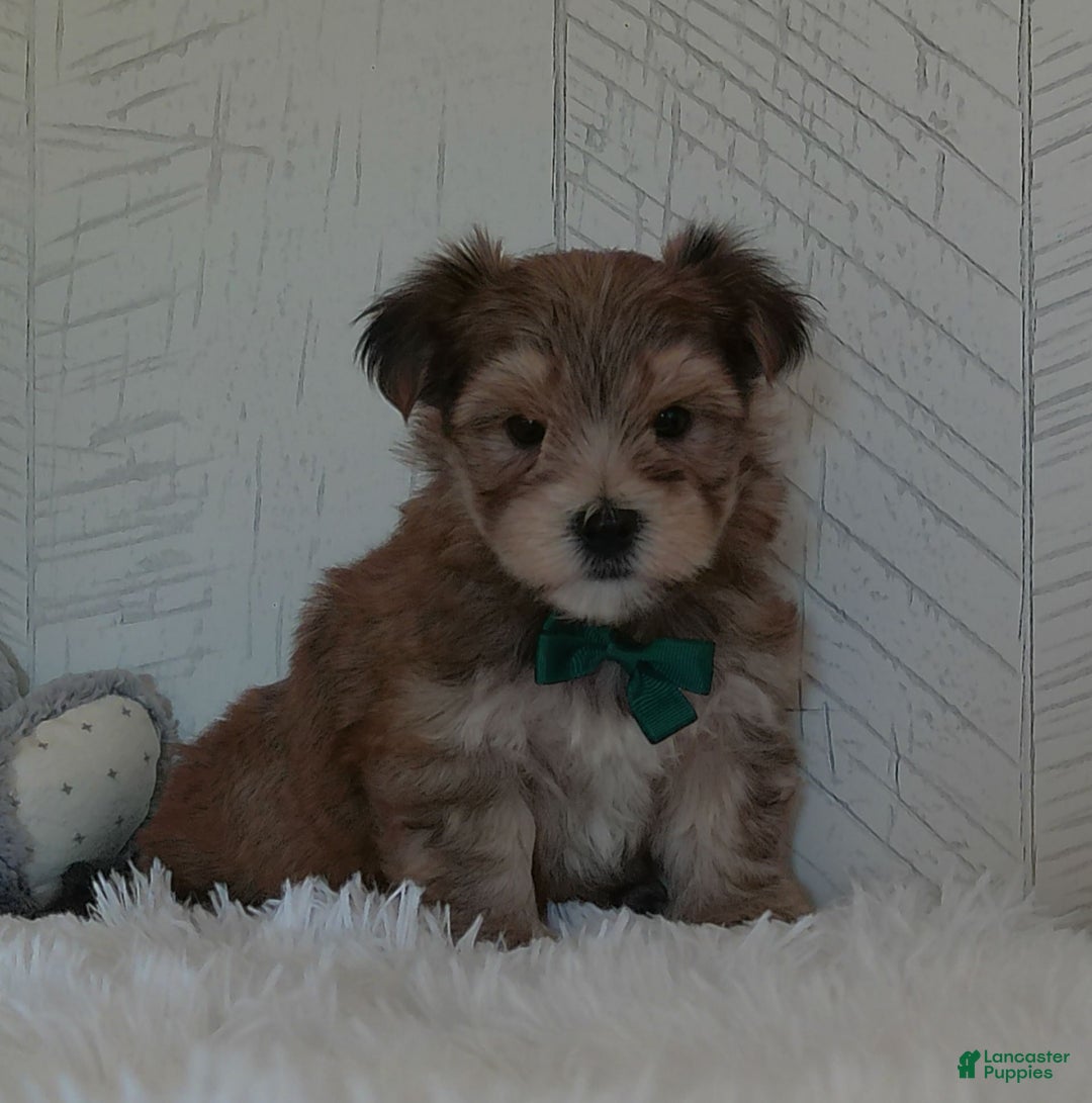 Morkie dogs for sale: Sammie - Image 3