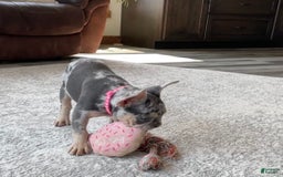 French Bulldog dogs for sale: Nila - Image 26