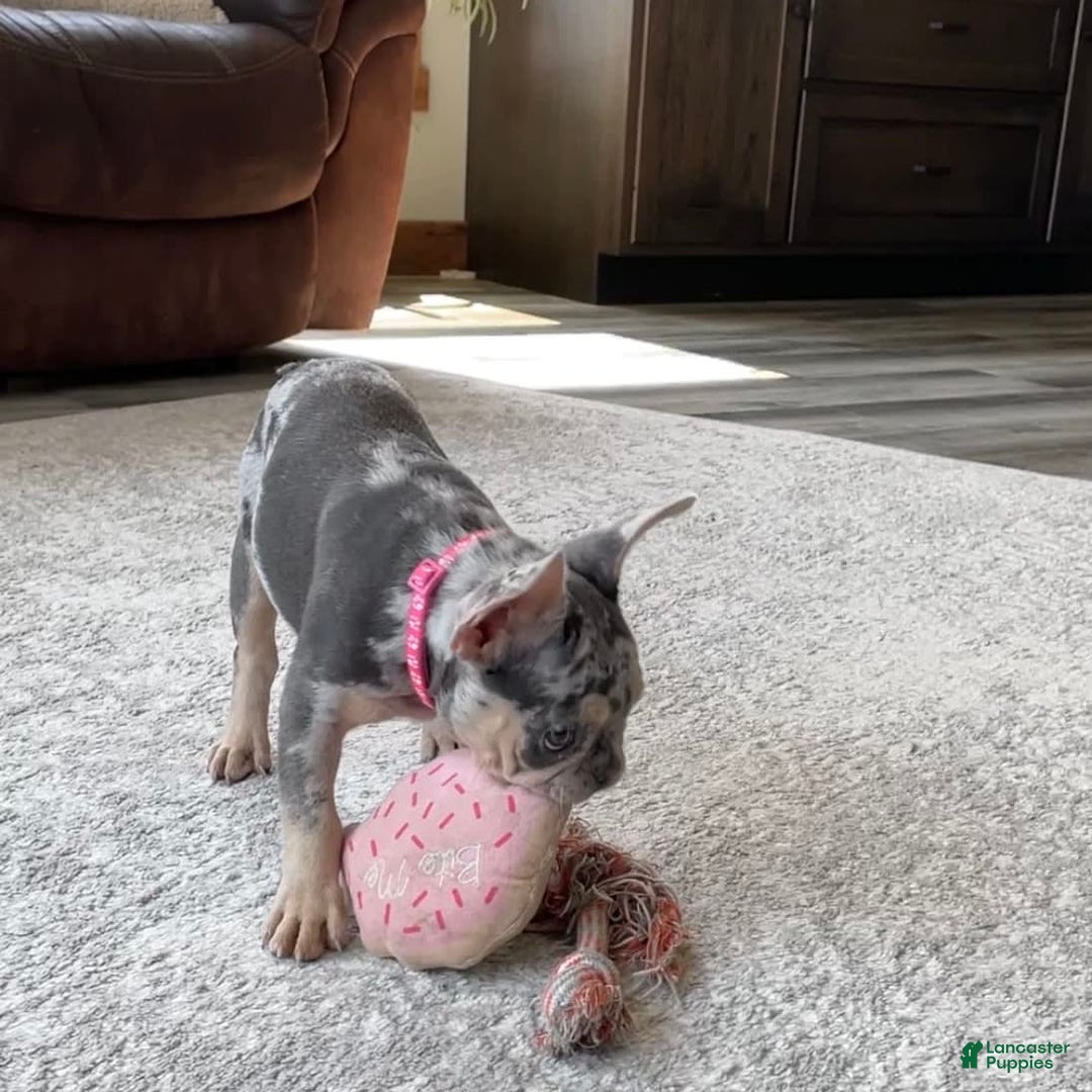 French Bulldog dogs for sale: Nila - Image 26