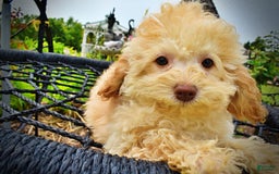 Havapoo dogs for sale: Twinkie - Image 15