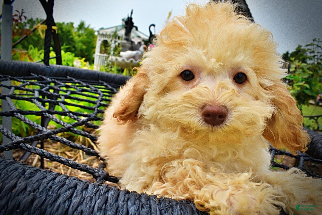 Havapoo dogs for sale: Twinkie - Image 15