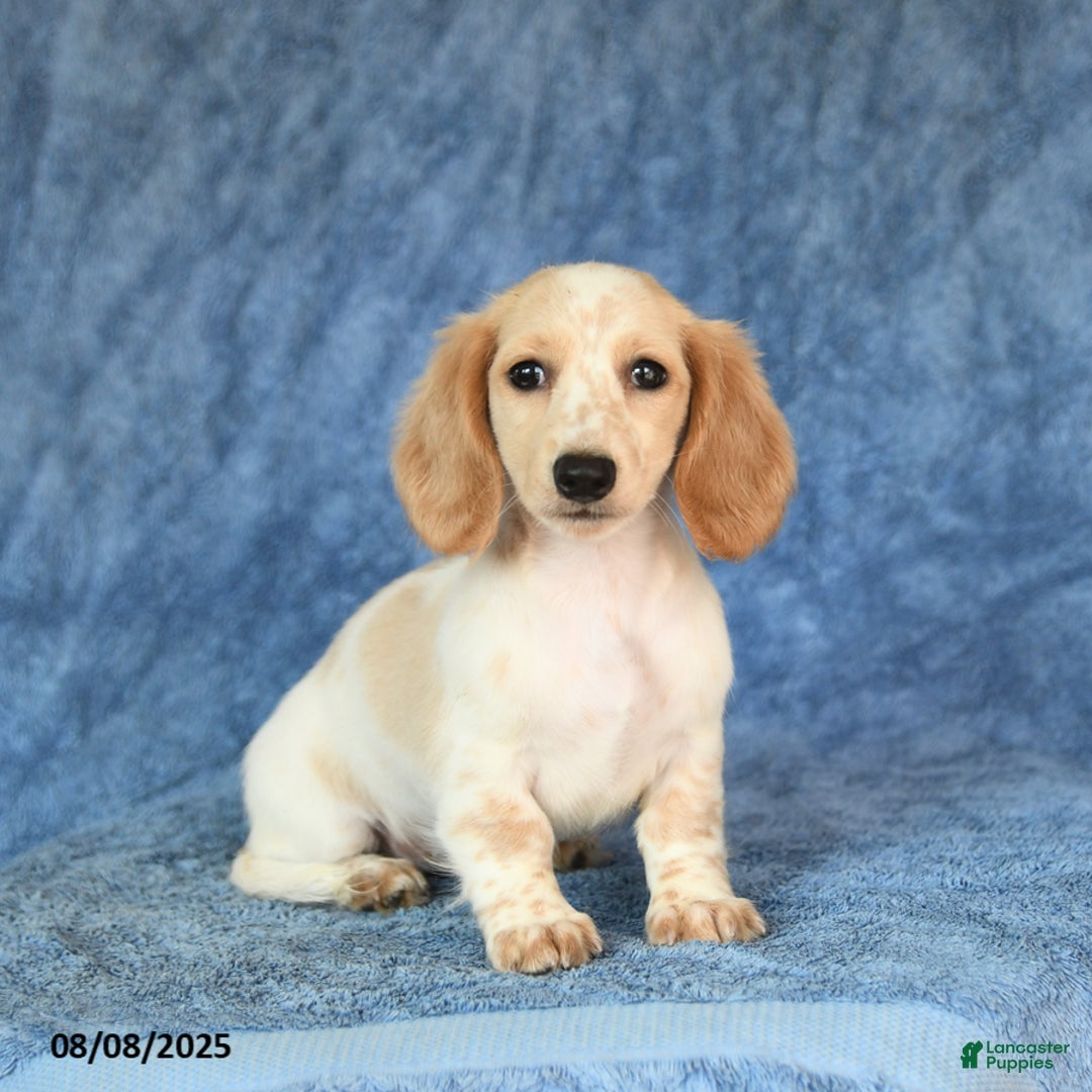 Miniature Dachshund dogs for sale: Sasha - Image 3