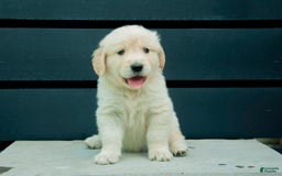 Golden Retriever dogs for sale: Buddy Aka Dark Blue - Image 3
